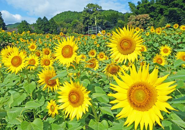 雷山千如寺の大楓と海の紅葉シチメンソウと秋咲きひまわり園とホテルグランデはがくれ佐賀牛ランチ3